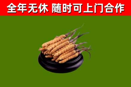 鼓楼区烟酒回收冬虫夏草.jpg